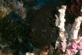 Komodo 2016 - Giant frogfish - Antenaire geant - Antennarius commerson - IMG_7044_rc